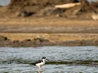 Stelzenläufer auf Erdwall zwischen Salinen Wasserbecken